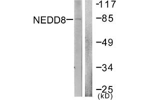 Western blot analysis of extracts from Jurkat cells, using NEDD8 antibody.