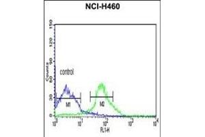FKBP9 Antibody (C-term) (ABIN391581 and ABIN2841515) flow cytometric analysis of NCI- cells (right histogram) compared to a negative control cell (left histogram). (FKBP9 Antikörper  (C-Term))