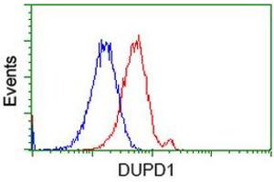 HEK293T cells transfected with either RC214361 overexpress plasmid (Red) or empty vector control plasmid (Blue) were immunostained by anti-DUPD1 antibody (ABIN2452962), and then analyzed by flow cytometry. (DUPD1 Antikörper)
