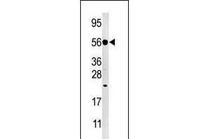 Western blot analysis of anti-DUSP8 Pabin Hela cell line lysate (35ug/lane). (DUSP8 Antikörper  (C-Term))