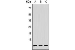 Western blot analysis of PAGE3 expression in HeLa (A), Raw264. (PAGE3 Antikörper  (Center))