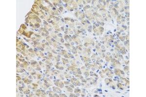 Immunohistochemistry (Paraffin-embedded Sections) (IHC (p)) image for anti-Period Homolog 1 (Drosophila) (PER1) antibody (ABIN7264489)