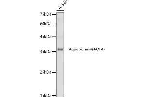 Western blot analysis of extracts of A-549 cells, using Aquaporin-4  antibody (ABIN6127446, ABIN6137046, ABIN6137048 and ABIN6221313) at 1:1000 dilution. (Aquaporin 4 Antikörper  (AA 244-323))
