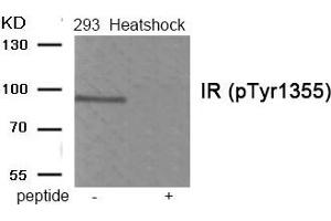 Western blot analysis of extracts from 293 cells treated with Heatshock using Phospho-IR (Tyr1355) antibody. (Insulin Receptor Antikörper  (pTyr1355))