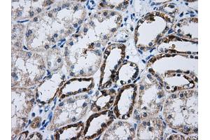 Immunohistochemical staining of paraffin-embedded Kidney tissue using anti-ATP5B mouse monoclonal antibody. (ATP5B Antikörper)