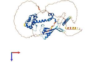 WHSC2 Protein (AA 1-528) (His tag)