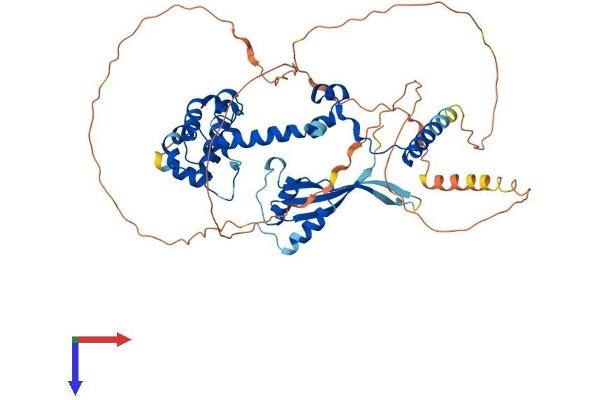 WHSC2 Protein (AA 1-528) (His tag)