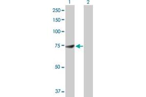 Western Blot analysis of DDX53 expression in transfected 293T cell line by DDX53 MaxPab polyclonal antibody. (DDX53 Antikörper  (AA 1-631))