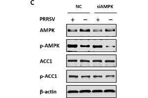 Acetyl-CoA carboxylase 1 (ACC1) activity is regulated by AMPK during PRRSV infection. (PRKAA1 Antikörper  (AA 1-300))