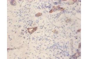 Immunohistochemistry of paraffin-embedded human pancreatic tissue using ABIN7153873 at dilution of 1:100 (GLP1R Antikörper  (AA 24-145))