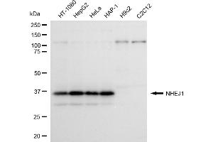 Western blotting analysis using NHEJ1 antibody (ABIN7799623).