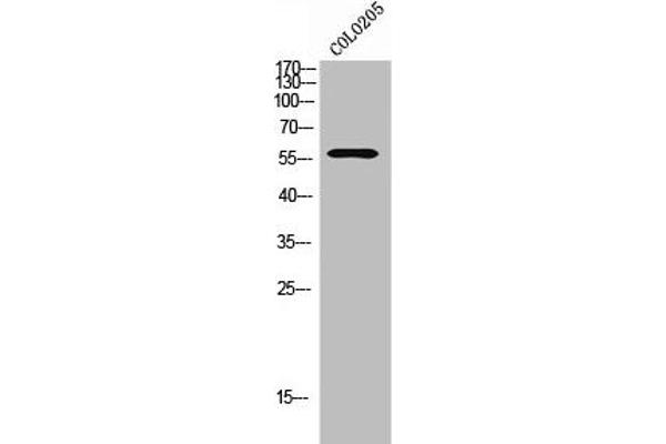 GPR114 Antikörper  (Internal Region)