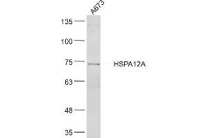A673 lysates probed with HSPA12A Polyclonal Antibody, Unconjugated  at 1:300 dilution and 4˚C overnight incubation. (HSPA12A Antikörper  (AA 531-630))