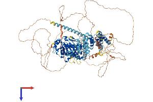 BUB1 Protein (AA 1-1058) (His tag)