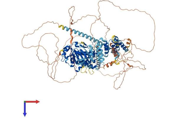BUB1 Protein (AA 1-1058) (His tag)