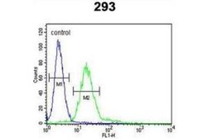 Flow Cytometry (FACS) image for anti-Membrane Protein, Palmitoylated 6 (MAGUK P55 Subfamily Member 6) (MPP6) (AA 367-396), (Middle Region) antibody (ABIN953287)