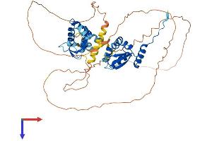 NAC1 Protein (AA 1-527) (His tag)