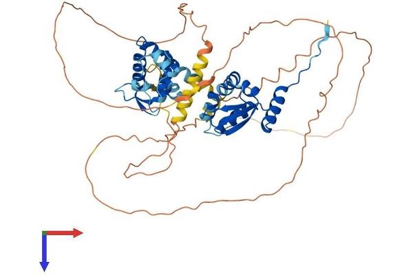 NAC1 Protein (AA 1-527) (His tag)