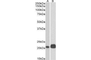 ABIN2561723 (0. (CD3 epsilon Antikörper  (Internal Region))