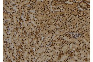 ABIN6274031 at 1/100 staining Mouse kidney tissue by IHC-P. (HIST1H1E Antikörper  (pThr18))