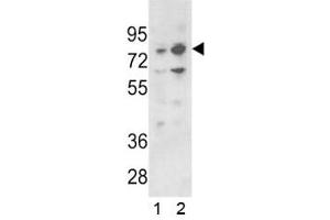 Western blot analysis of PLZF antibody and 1) 293 and 2) K562 lysate