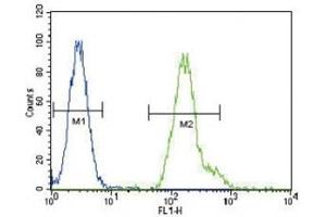 CEBPA antibody flow cytometric analysis of HeLa cells (green) compared to a negative control (blue). (CEBPA Antikörper  (AA 304-330))