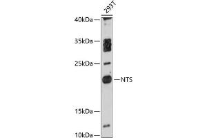 Western blot analysis of extracts of 293T cells, using NTS antibody  at 1:3000 dilution. (Neurotensin Antikörper  (AA 24-148))