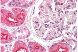 Human Kidney (formalin-fixed, paraffin-embedded) stained with EIF2AK2 antibody ABIN213926 at 5 ug/ml followed by biotinylated goat anti-rabbit IgG secondary antibody ABIN481713, alkaline phosphatase-streptavidin and chromogen. (EIF2AK2 Antikörper  (N-Term))