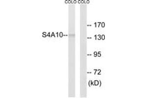 Western blot analysis of extracts from COLO cells, using SLC4A8/10 Antibody. (SLC4A8/10 Antikörper  (AA 411-460))