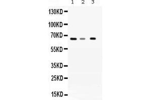 Western blot analysis of WDR1 expression in rat liver extract ( Lane 1), mouse brain extract ( Lane 2) and A431 whole cell lysates ( Lane 3). (WDR1 Antikörper  (C-Term))