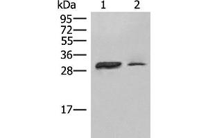 Western Blotting (WB) image for anti-Major Histocompatibility Complex, Class II, DP alpha 1 (HLA-DPA1) antibody (ABIN7245233)