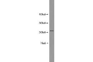 Western Blotting (WB) image for Adrenomedullin (ADM) ELISA Kit (ABIN1113291) (Adrenomedullin ELISA Kit)