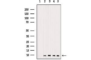 Western blot analysis of extracts from various samples, using GNG13 Antibody.