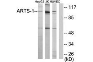 Western Blotting (WB) image for anti-Endoplasmic Reticulum Aminopeptidase 1 (ERAP1) (AA 441-490) antibody (ABIN2889781) (ERAP1 Antikörper  (AA 441-490))