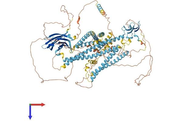 WWC1 Protein (AA 1-1113) (His tag)