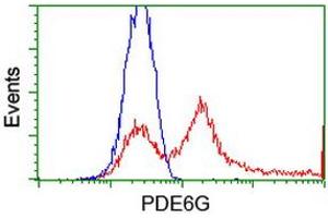HEK293T cells transfected with either RC216236 overexpress plasmid (Red) or empty vector control plasmid (Blue) were immunostained by anti-PDE6G antibody (ABIN2455160), and then analyzed by flow cytometry. (PDE6G Antikörper)