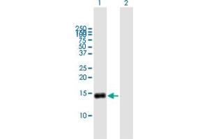 Western Blot analysis of G0S2 expression in transfected 293T cell line by G0S2 MaxPab polyclonal antibody. (G0S2 Antikörper  (AA 1-103))