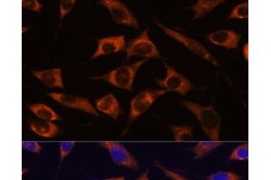 Immunofluorescence analysis of L929 cells using MMP25 Polyclonal Antibody at dilution of 1:100. (MMP25 Antikörper)