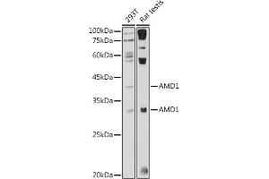 Western blot analysis of extracts of various cell lines, using  antibody (ABIN7265464) at 1:1000 dilution. (AMD1 Antikörper  (AA 75-334))