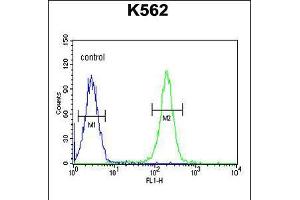 Flow cytometric analysis of K562 cells (right histogram) compared to a negative control cell (left histogram). (PAX1 Antikörper  (C-Term))