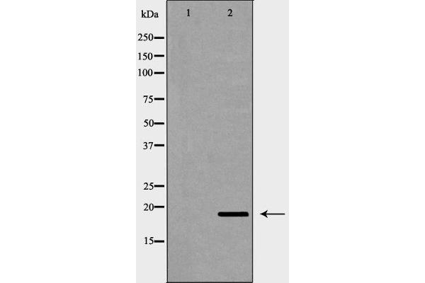 PTGES3 Antikörper  (C-Term)