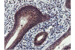 Image no. 4 for anti-Cystatin SA (CST2) antibody (ABIN1497759) (CST2 Antikörper)