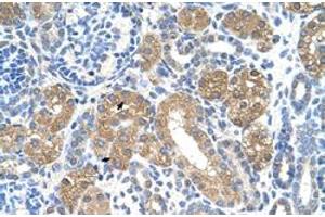 Immunohistochemical staining (Formalin-fixed paraffin-embedded sections) of human kidney with FAH polyclonal antibody  at 4-8 ug/mL working concentration. (FAH Antikörper  (C-Term))