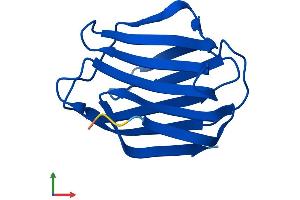 Protein Structure (PS) image for Lectin, Galactoside-Binding, Soluble, 2 (LGALS2) (AA 1-132) protein (His tag) (ABIN7548893)