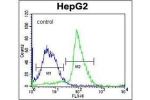 Flow cytometric analysis of K562 cells using PON2 Antibody (N-term) Cat. (PON2 Antikörper  (N-Term))