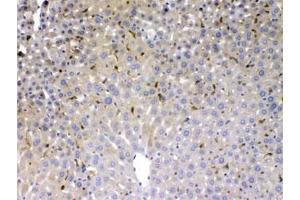 IHC testing of FFPE mouse liver with PSAT1 antibody at 1ug/ml. (PSAT1 Antikörper)