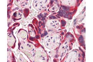 Anti-IDS antibody IHC of human placenta. (IDS Antikörper  (AA 440-451))