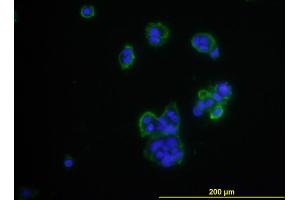 Immunofluorescence of monoclonal antibody to CD276 on MCF-7 cell . (CD276 Antikörper  (AA 28-238))