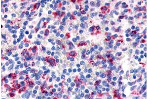 Anti-EMR3 antibody  ABIN1048552 IHC staining of human sleen, lymphocytes. (EMR3 Antikörper  (N-Term))