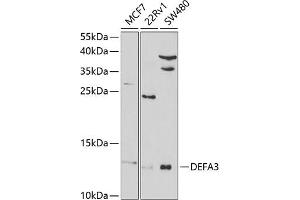 Western blot analysis of extracts of various cell lines, using DEF antibody (ABIN6131989, ABIN6139524, ABIN6139525 and ABIN6220973) at 1:1000 dilution. (DEFa3 Antikörper  (AA 20-94))